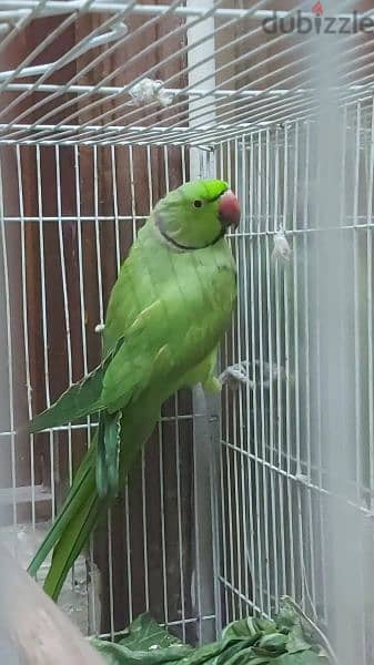 male parrot no tammed 3