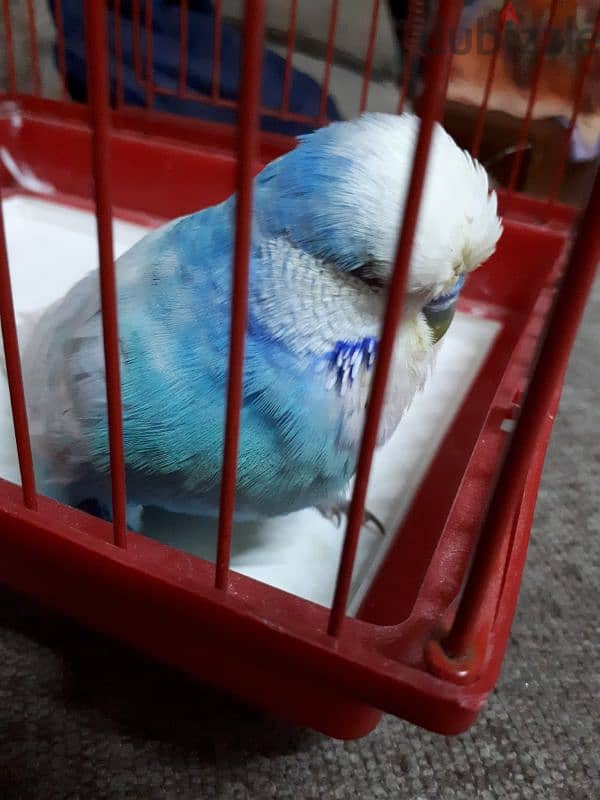 English budgies urgent for sale 2 piece 1