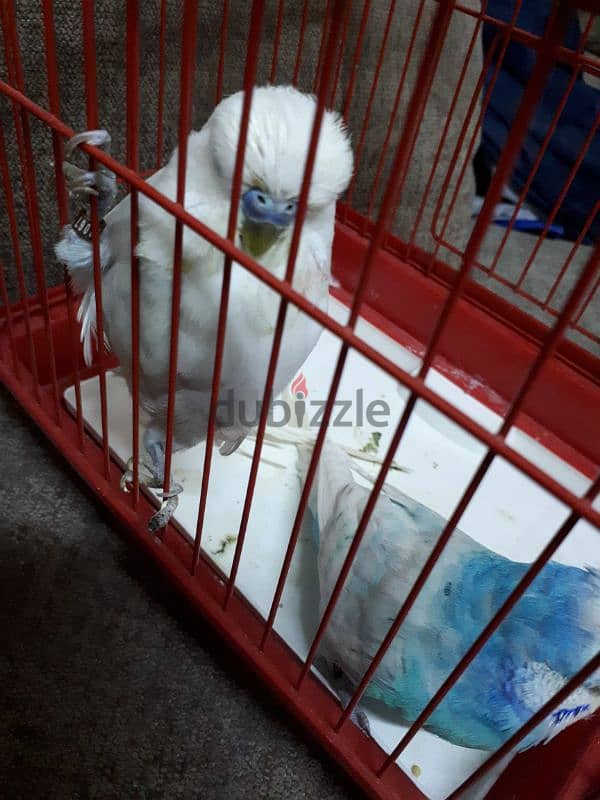 English budgies urgent for sale 2 piece 2