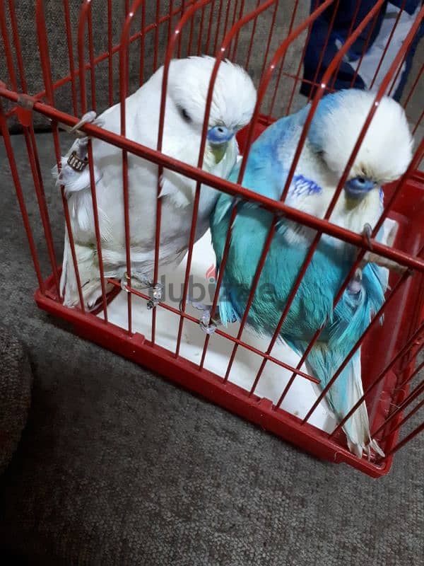 English budgies urgent for sale 2 piece 3