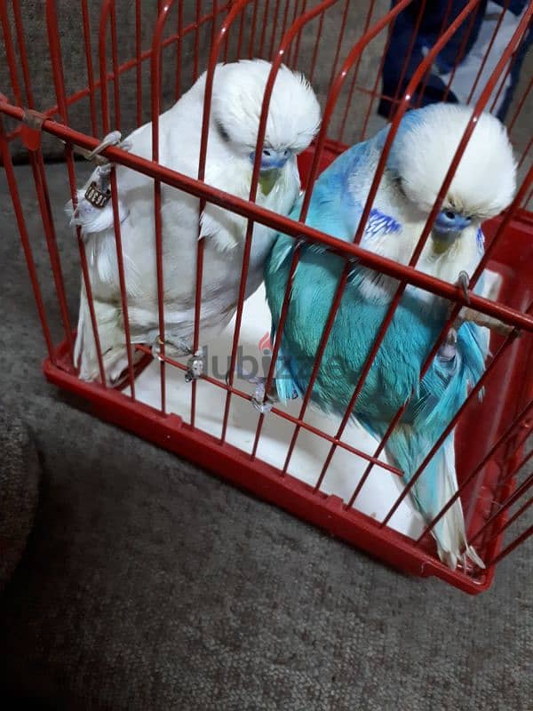 English budgies urgent for sale 2 piece 4