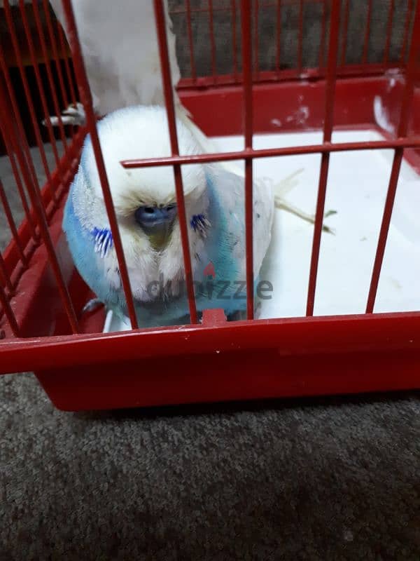 English budgies urgent for sale 2 piece 7