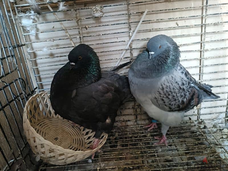 Modena breeder pigeon pair. 0