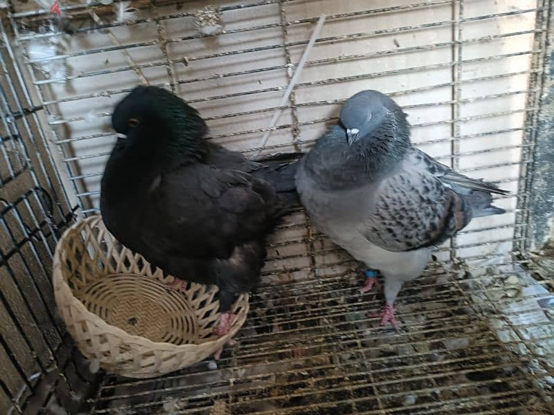 Modena breeder pigeon pair. 1