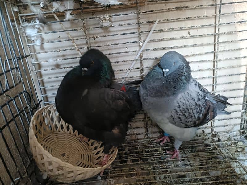 Modena breeder pigeon pair. 2