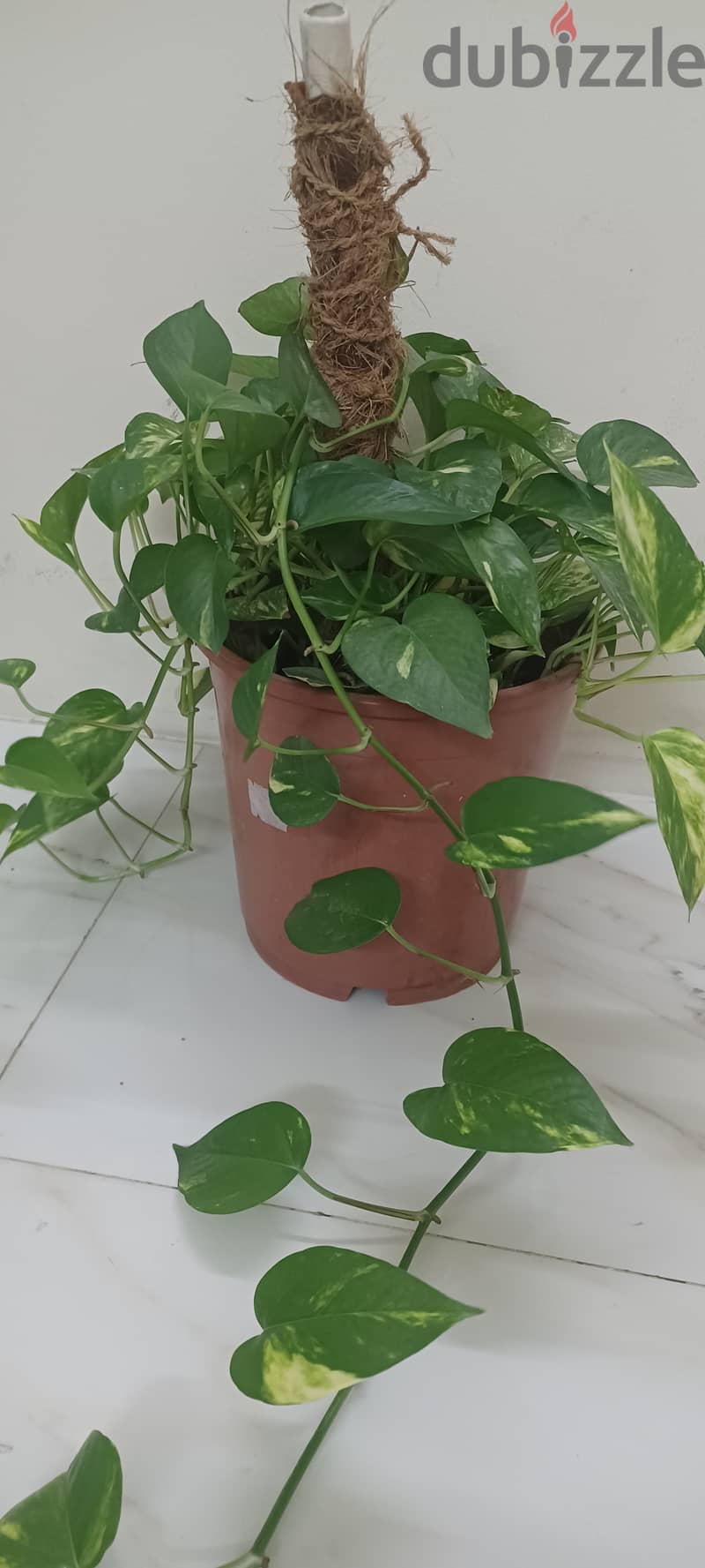 Urgent sale for money plant 0