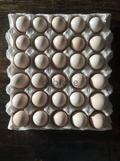 صحن بيض عضوي - fresh organic eggs with moringa feeding