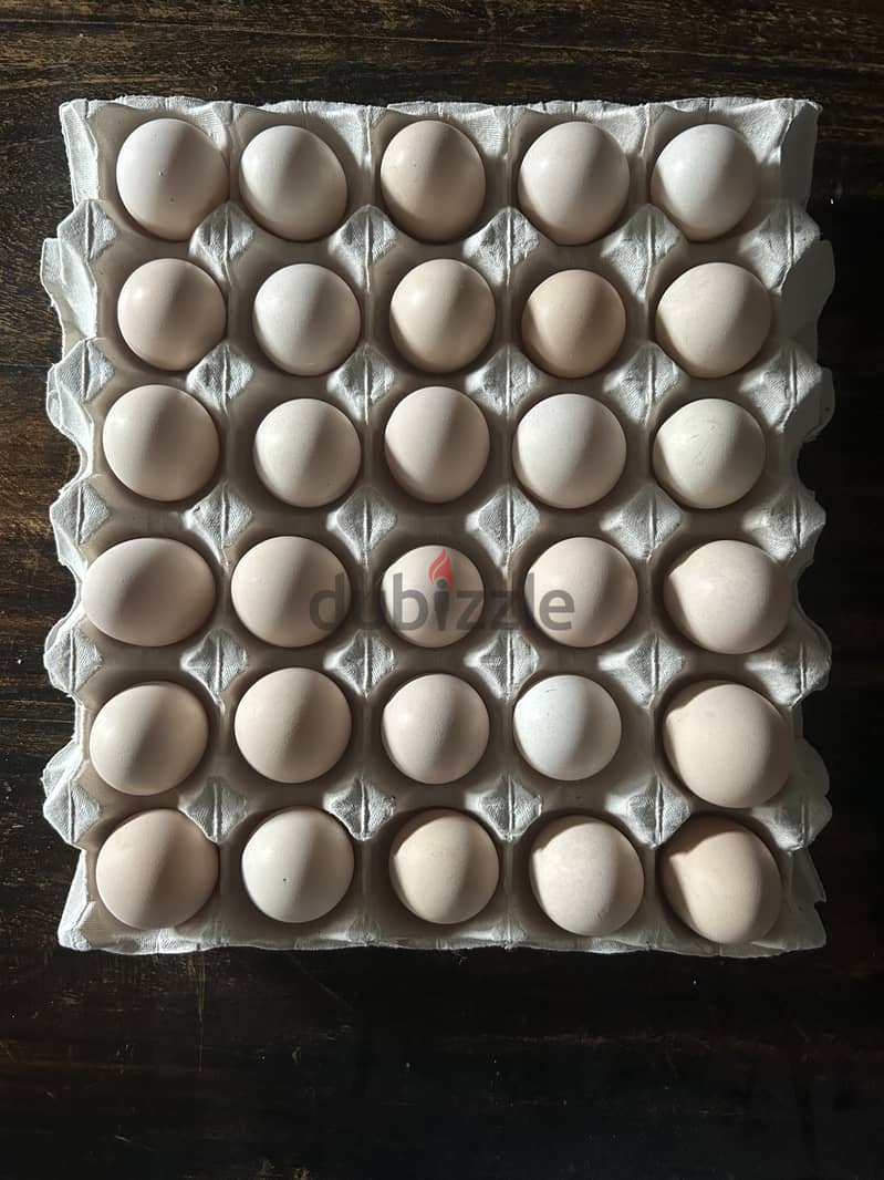 صحن بيض عضوي - fresh organic eggs 0