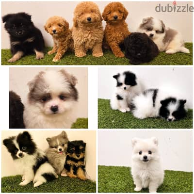 Mini toy poodle, Pomeranian, yorki