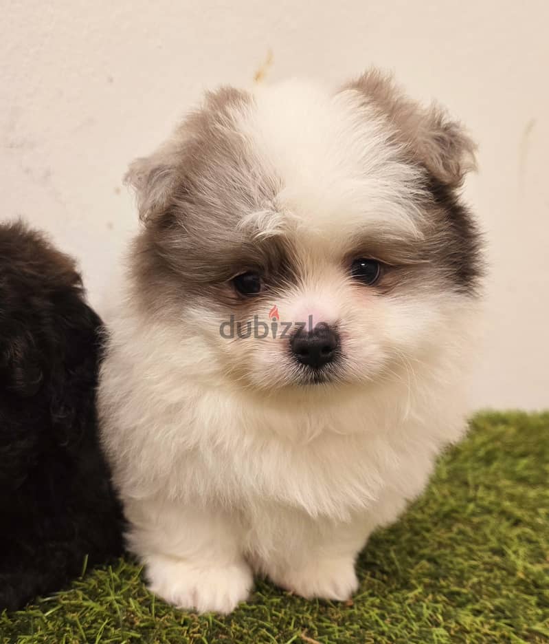 Mini toy poodle, Pomeranian, yorki 2