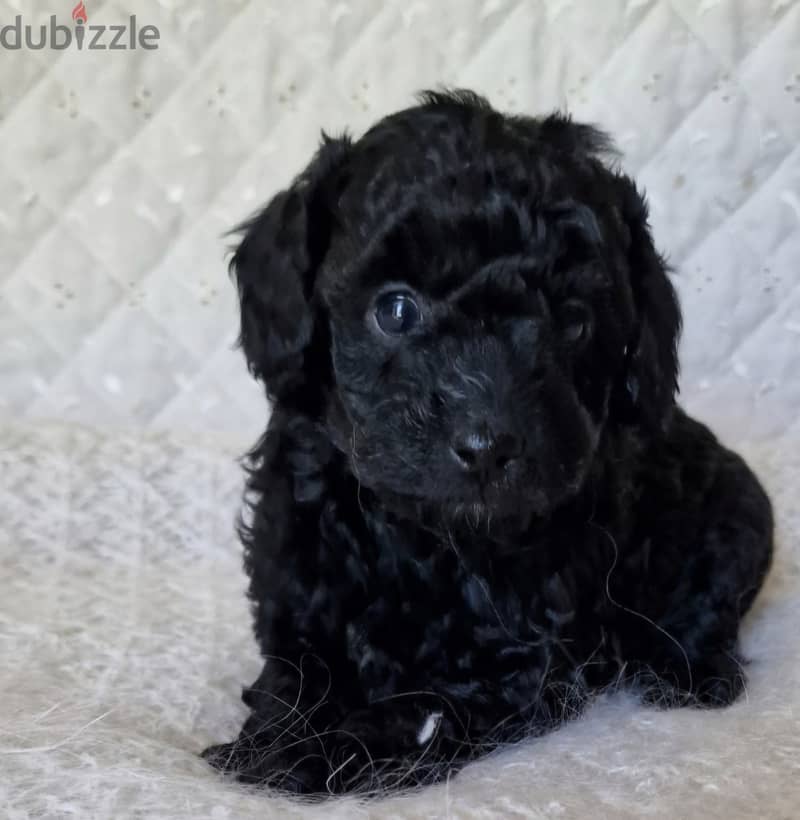 Mini toy poodle, Pomeranian, yorki 3