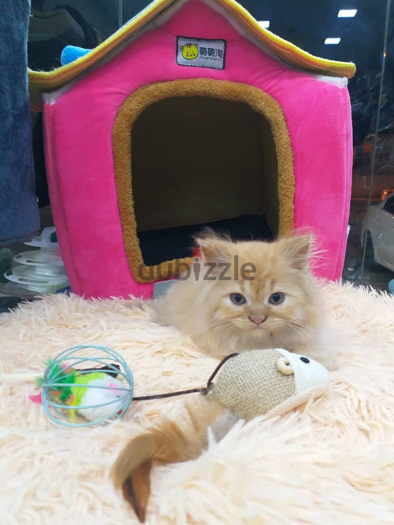 Persian kittens available 0