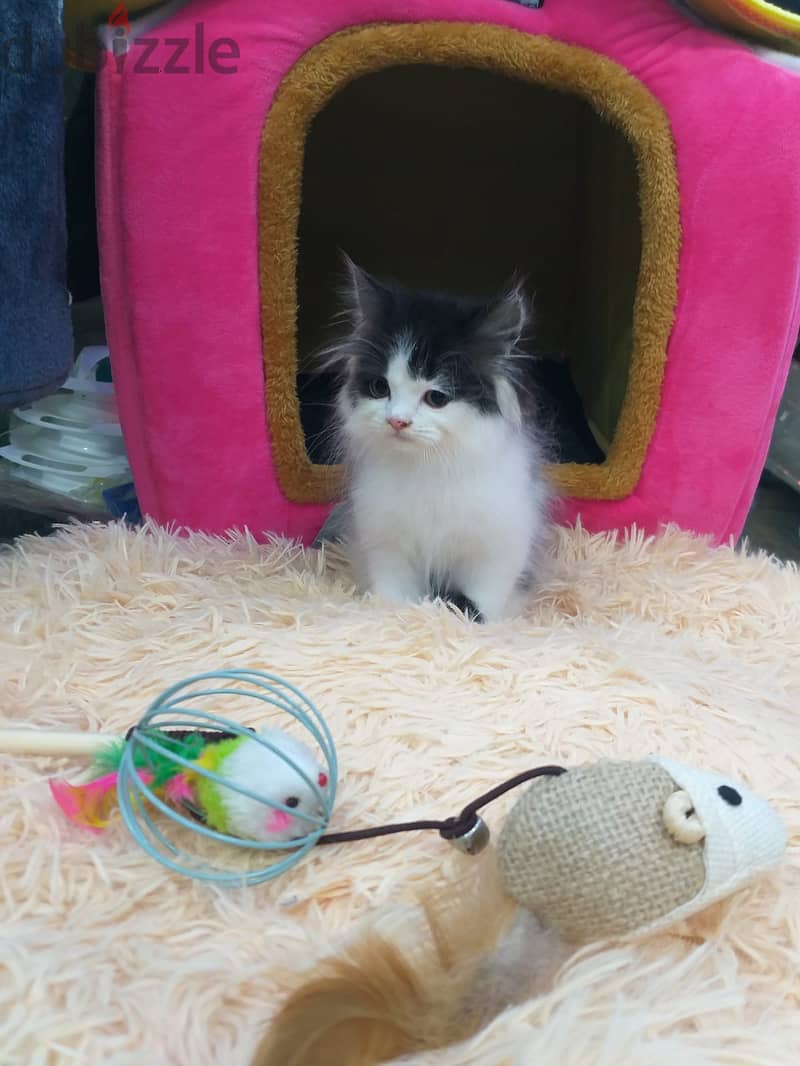 Persian kittens available 1