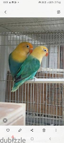 parblue breeding pair for sale