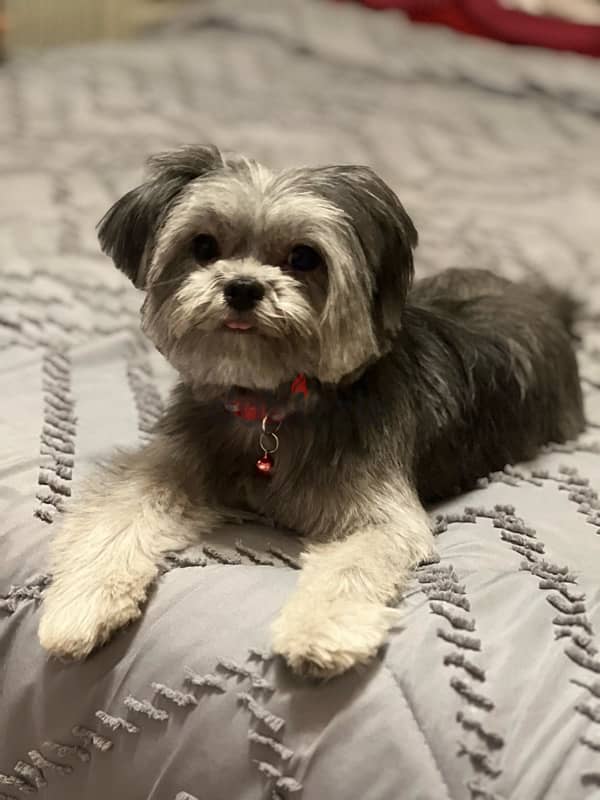 Mini Shih Tzu, beautiful, trained, vaccinations 1