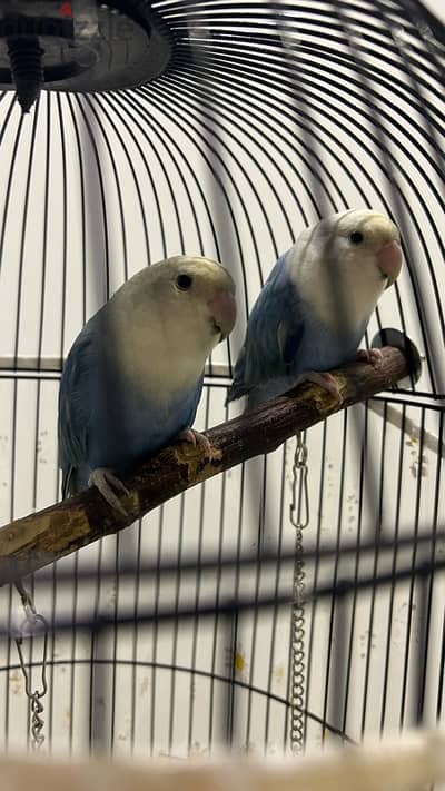 love birds with stand cage