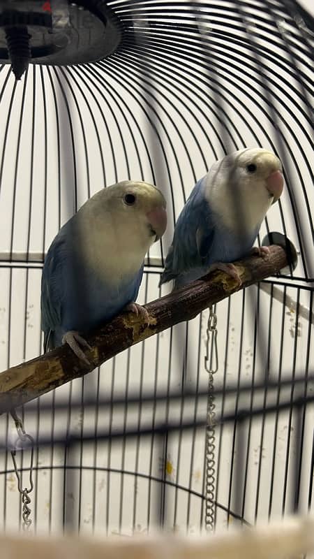 love birds with stand cage 0