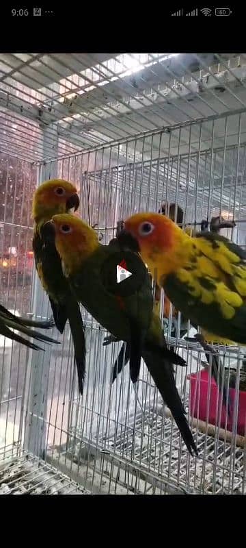 sun conure for sale