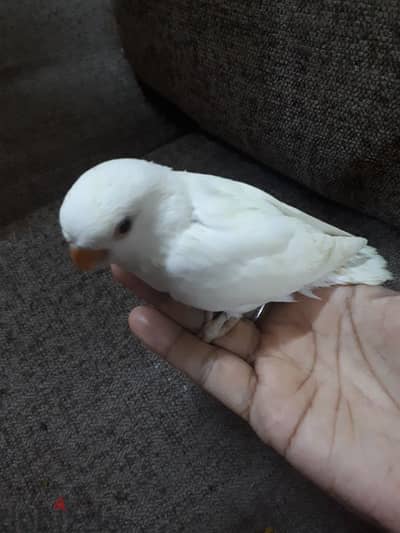 albino red eye love bird for sale. .