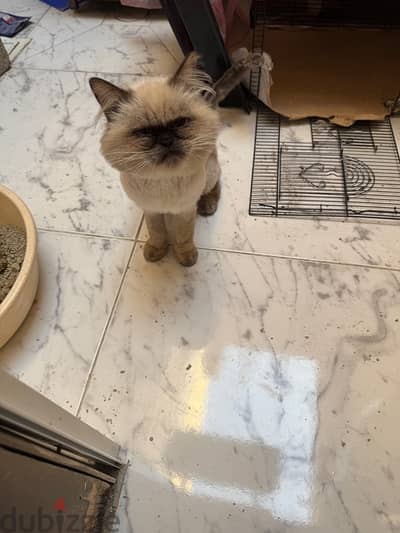 for adoption Himalayan cat very cute