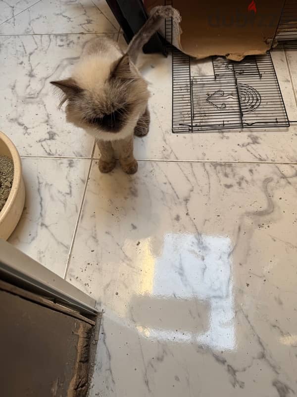 for adoption Himalayan cat very cute 3