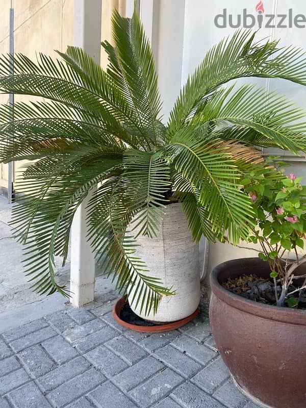 sigo plant with pot 0