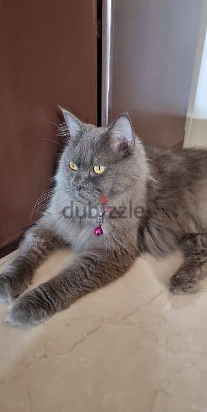 persian cat 1