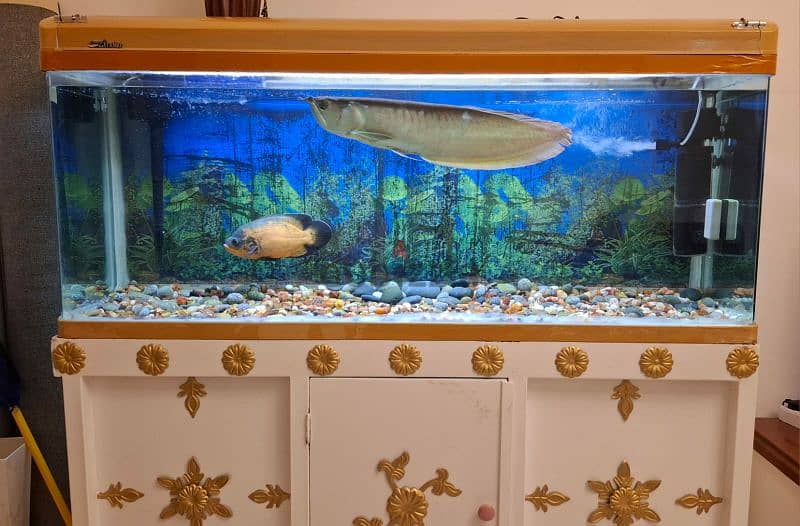 Custom  Build Aquarium Set for Sale With Two Monster Fishes 0