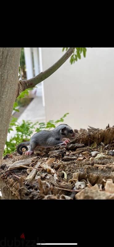 Sugarglider