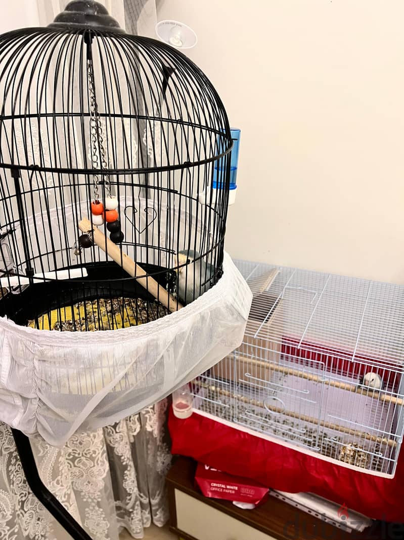 Birds with cages for sale 3