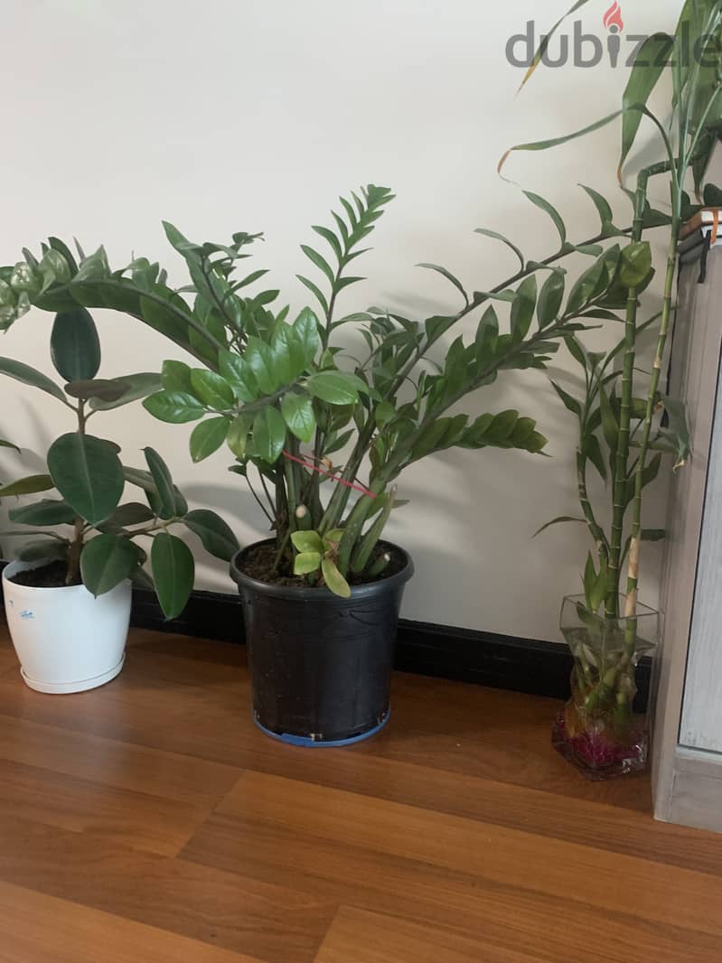 Indoor plants worth BD 89. . Selling it at discounted price 1