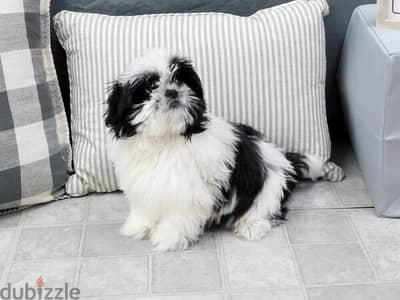 5 month old male shih tzu puppy for sale