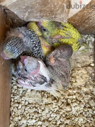 budgies breeding pair with 5 chicks