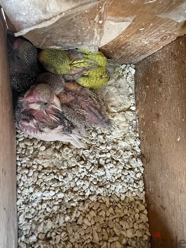 budgies breeding pair with 5 chicks 1