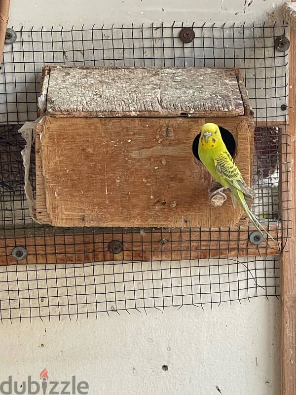 budgies breeding pair with 5 chicks 2