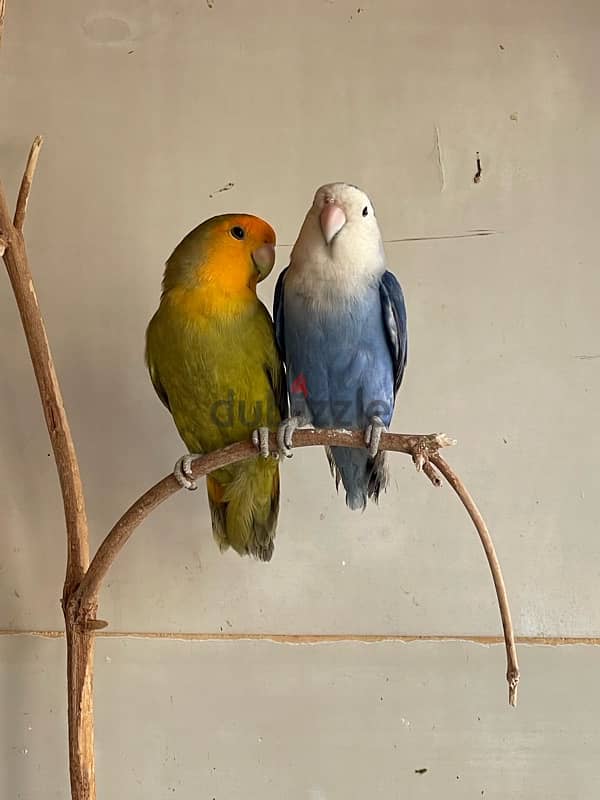 love birds for sale best price 0