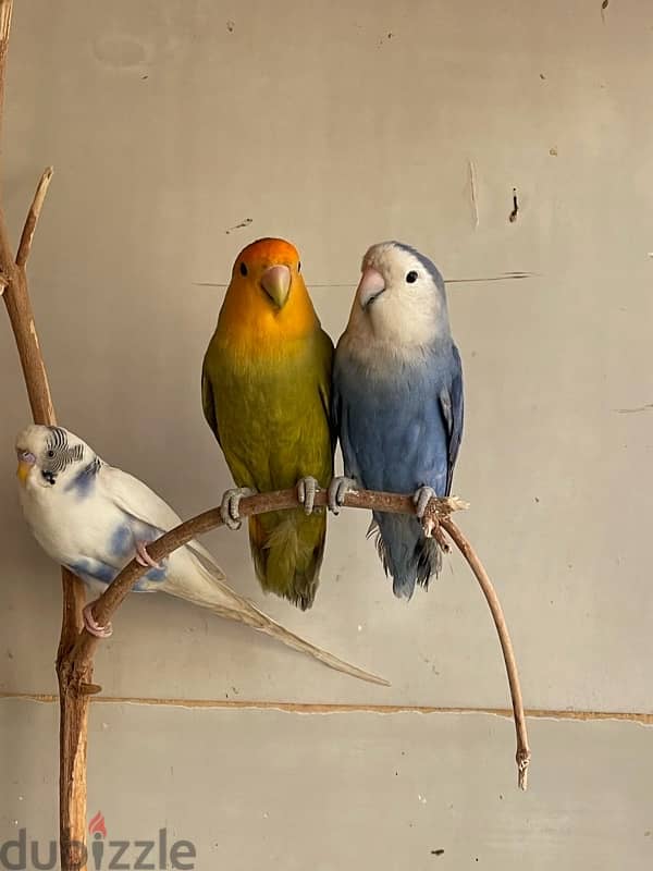 love birds for sale best price 1