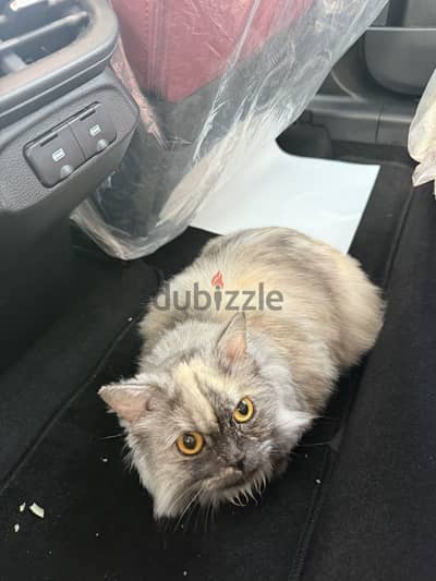 Female Persian Cat for adoption