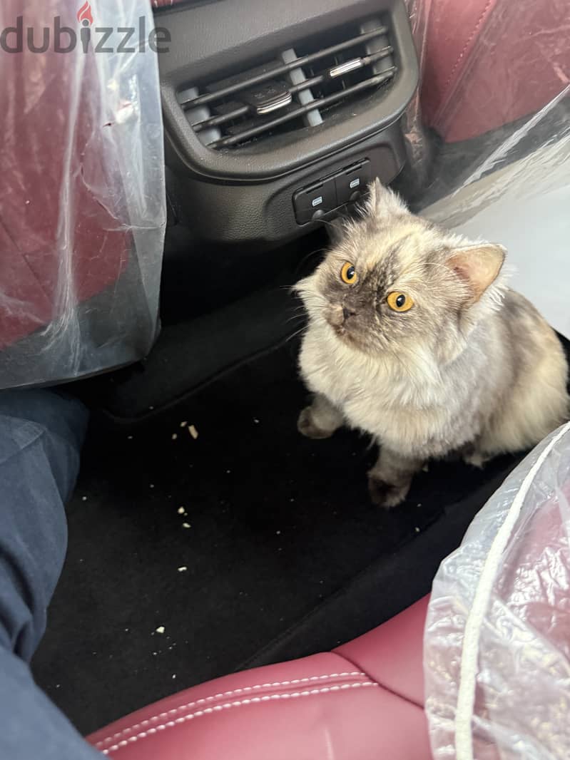 Female Persian Cat for adoption 2