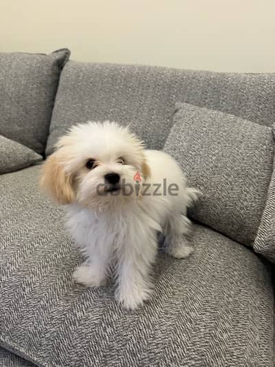 maltese puppy for sale