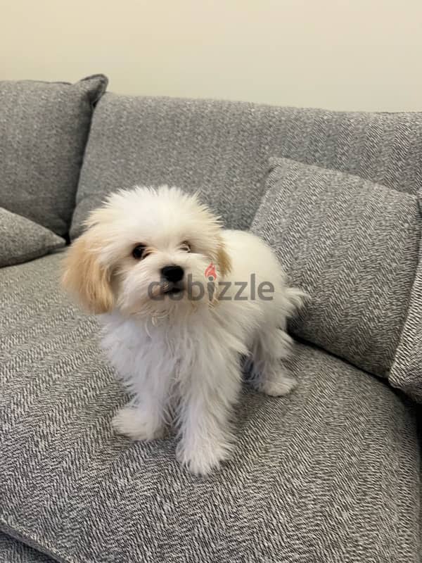 maltese puppy for sale 0