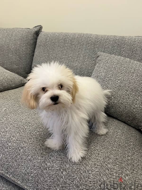 maltese puppy for sale 1