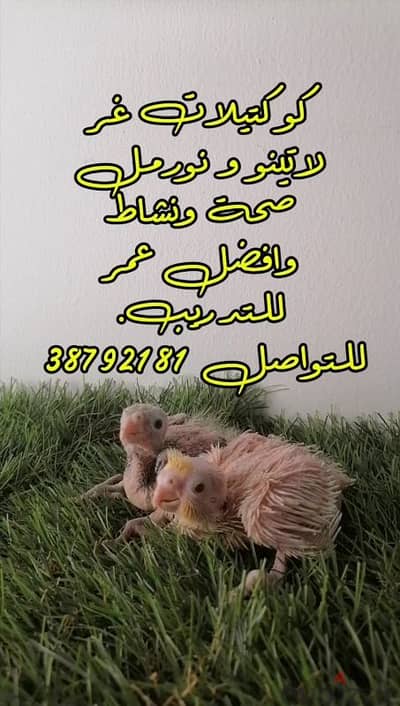 كوكتيلات غر لاتينو عين حمر بيور و نورمل