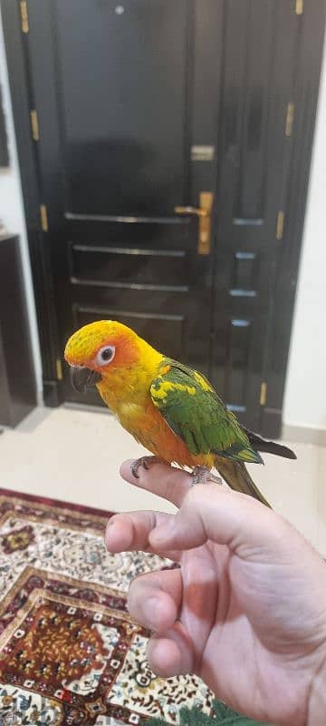 sun conure