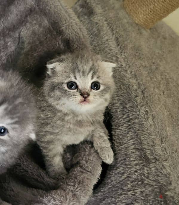 Scottish fold 2