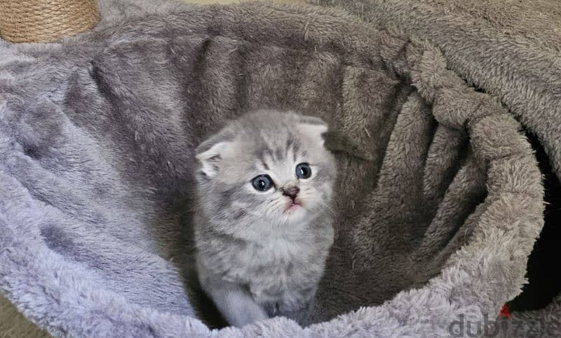 Scottish fold 3