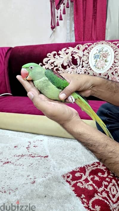 Alexander parrot متو نيبالي