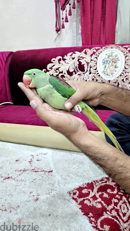 Alexander parrot متو نيبالي 0