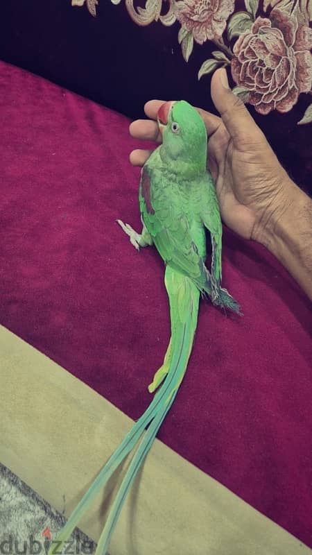 Alexander parrot متو نيبالي 2