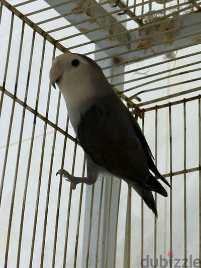 Grey lovebird | طير حب رصاصي